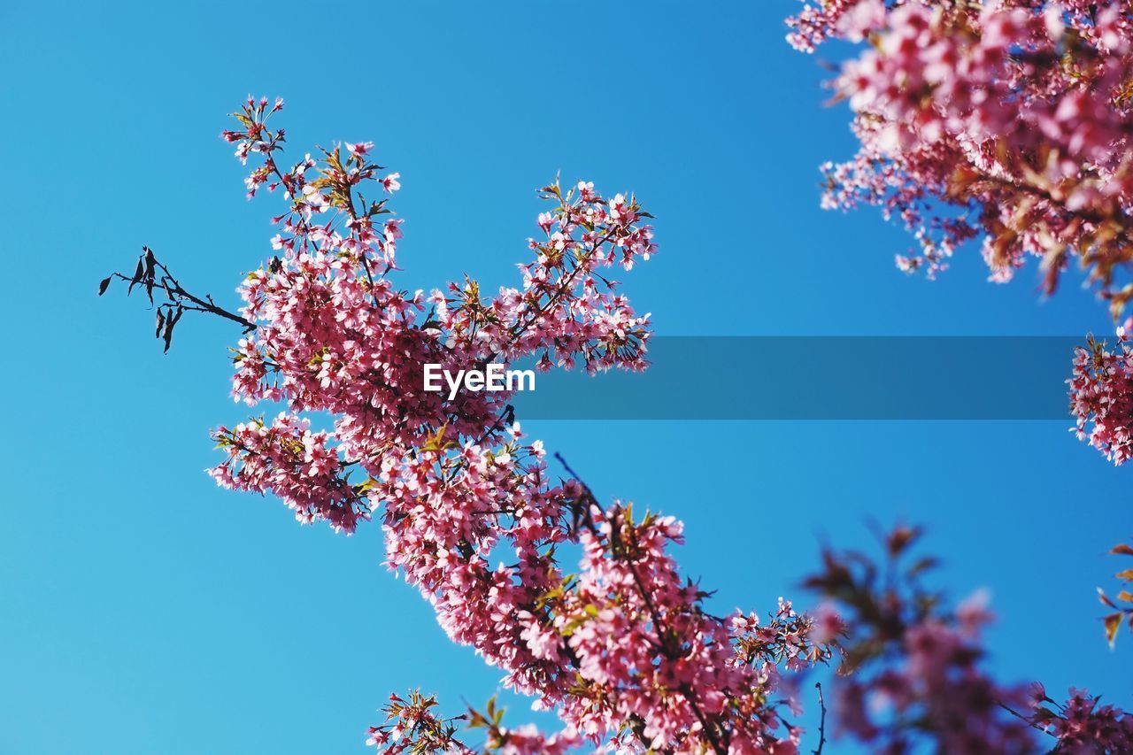 Low angle view of cherry tree against clear blue sky