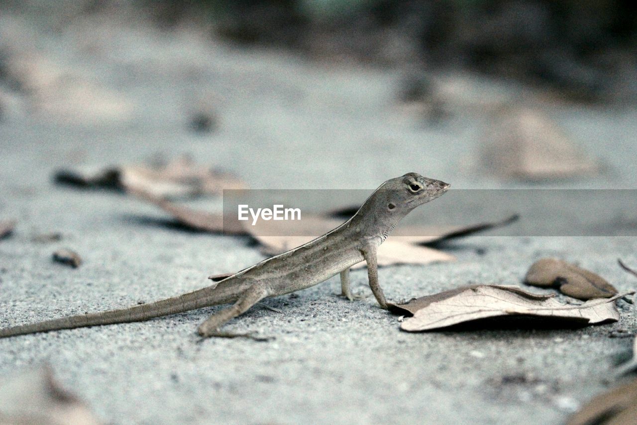 CLOSE-UP OF A LIZARD ON A GROUND