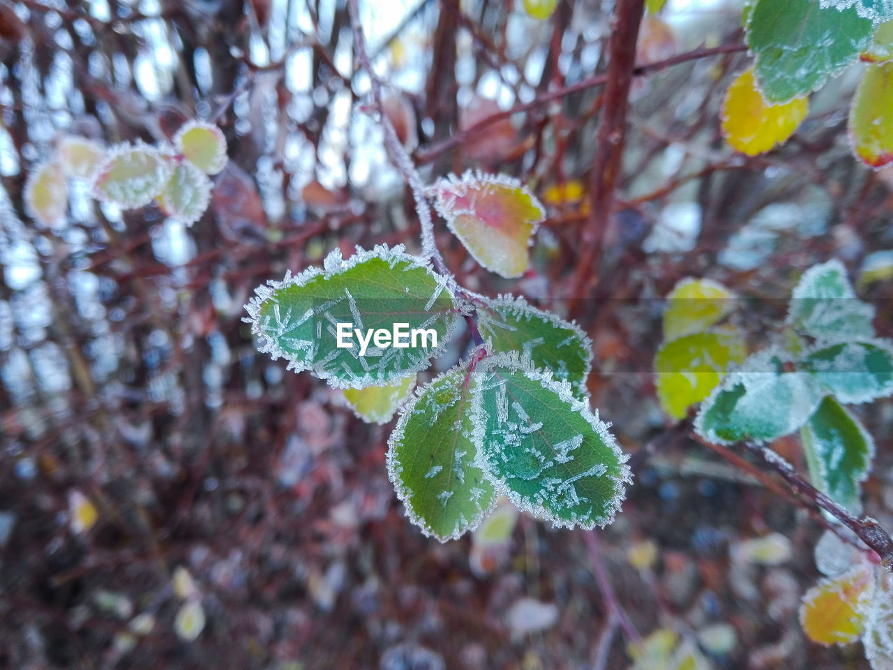 Close-up of snow on plant during winter