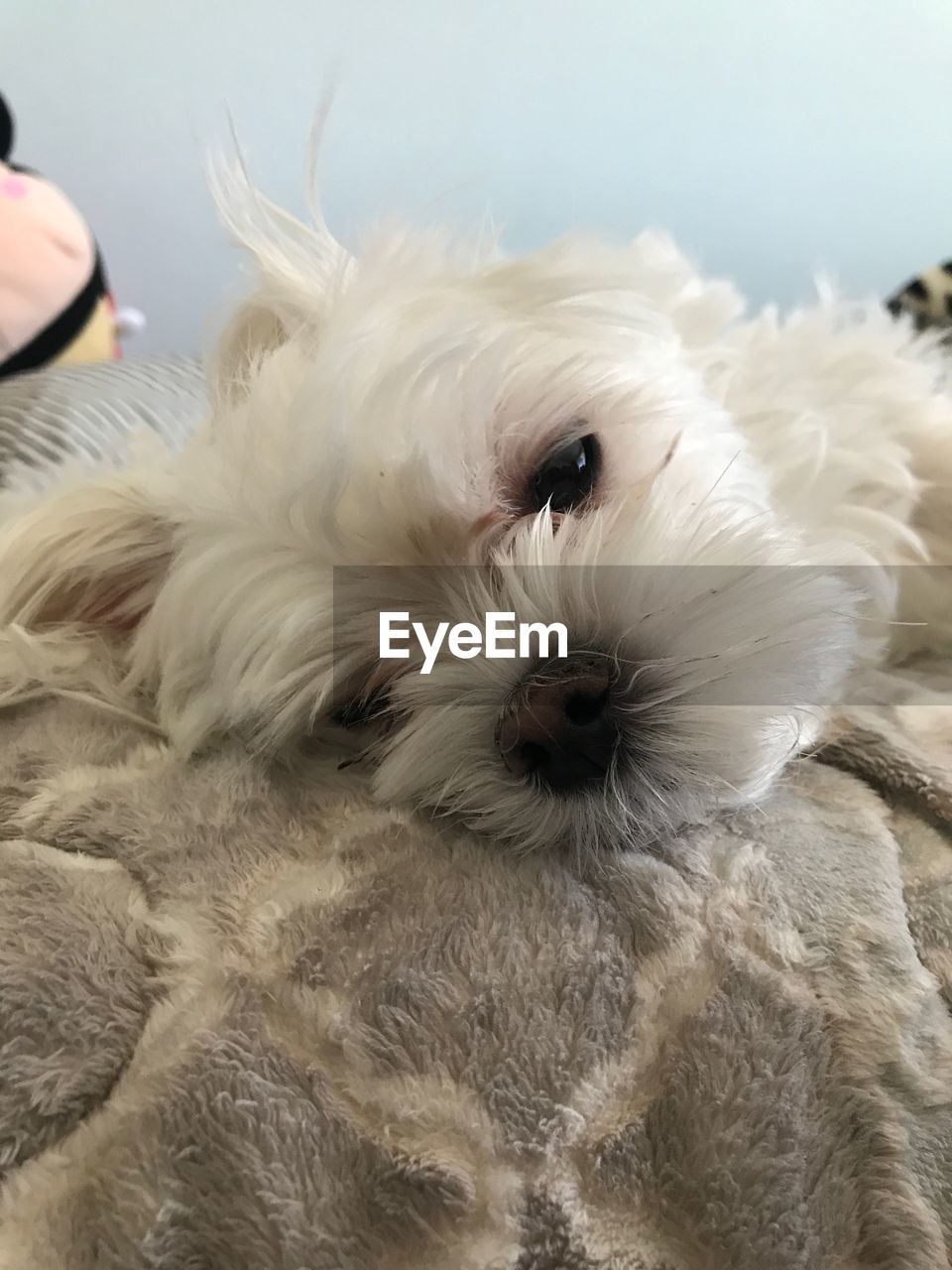 CLOSE-UP OF DOG IN BLANKET