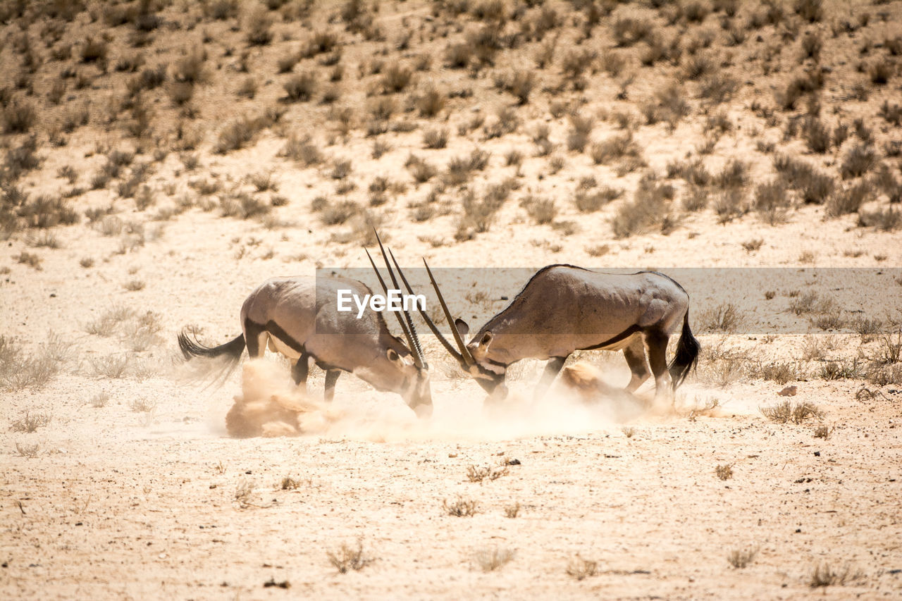 Side view of antelopes fighting at desert