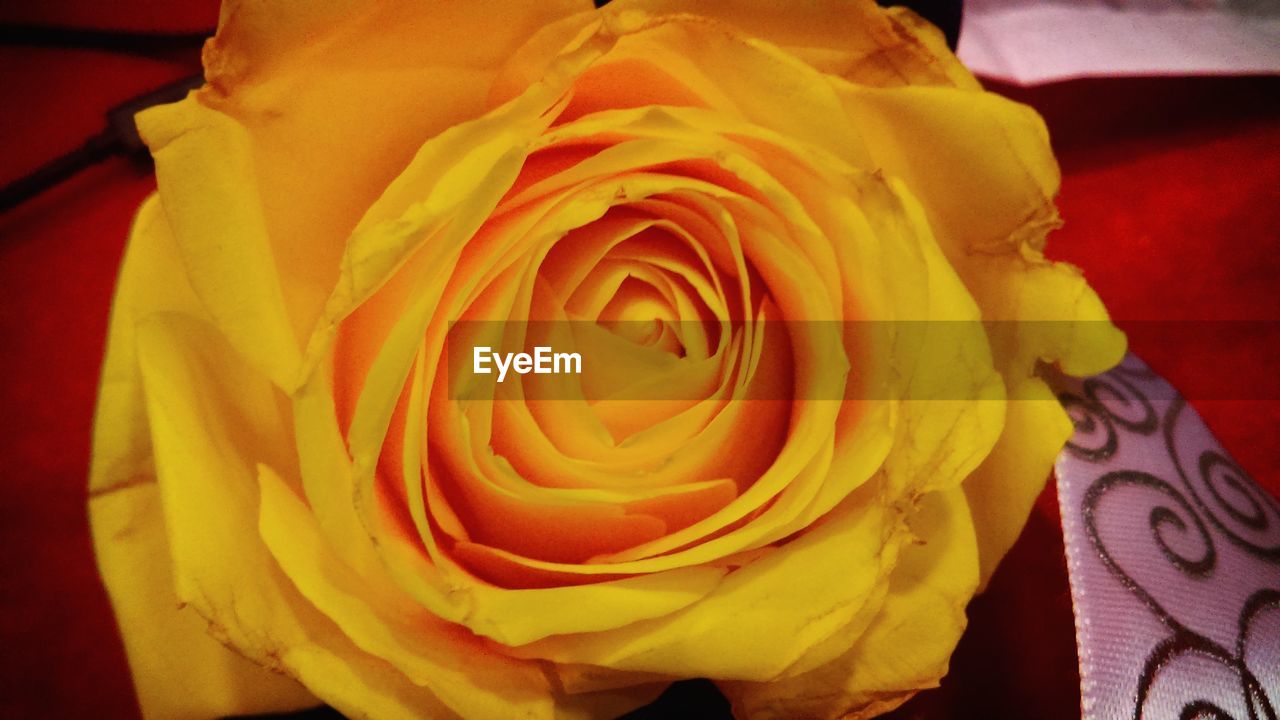 CLOSE-UP OF FRESH YELLOW ROSE