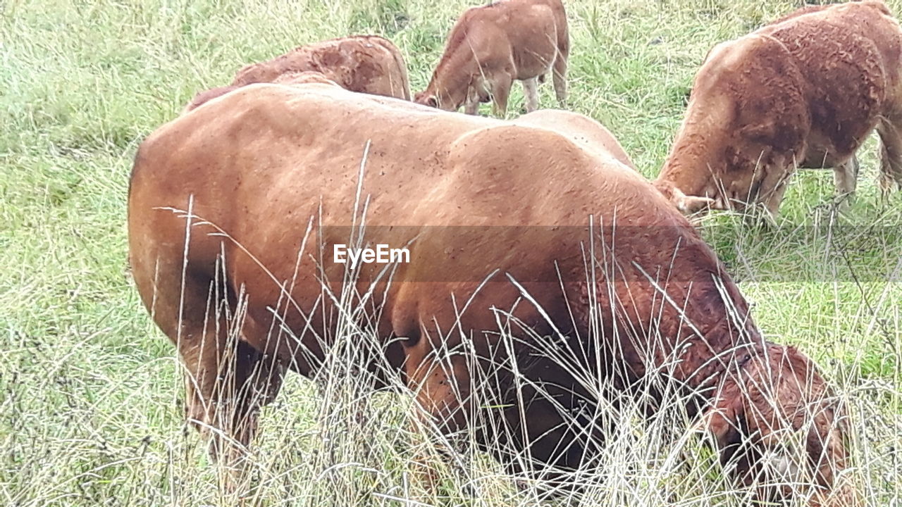 HORSES GRAZING IN FARM