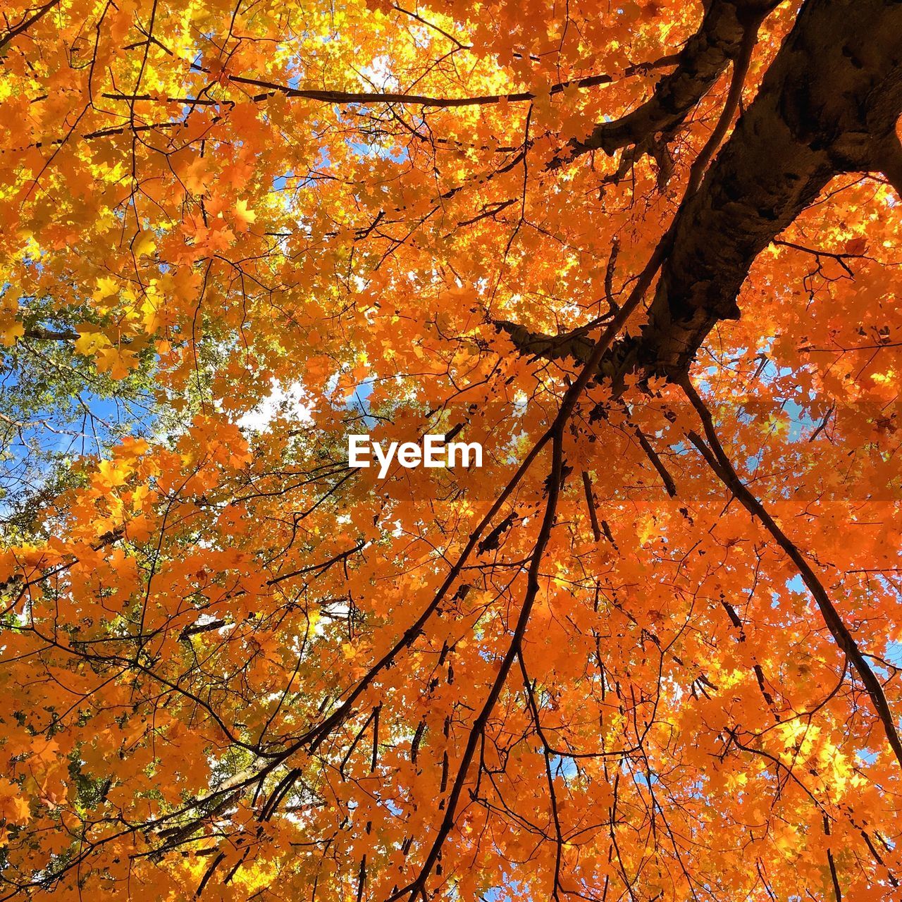 LOW ANGLE VIEW OF TREES DURING AUTUMN