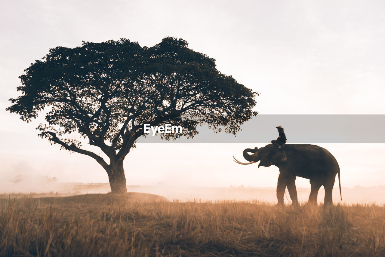 Man riding on elephant over landscape against clear sky