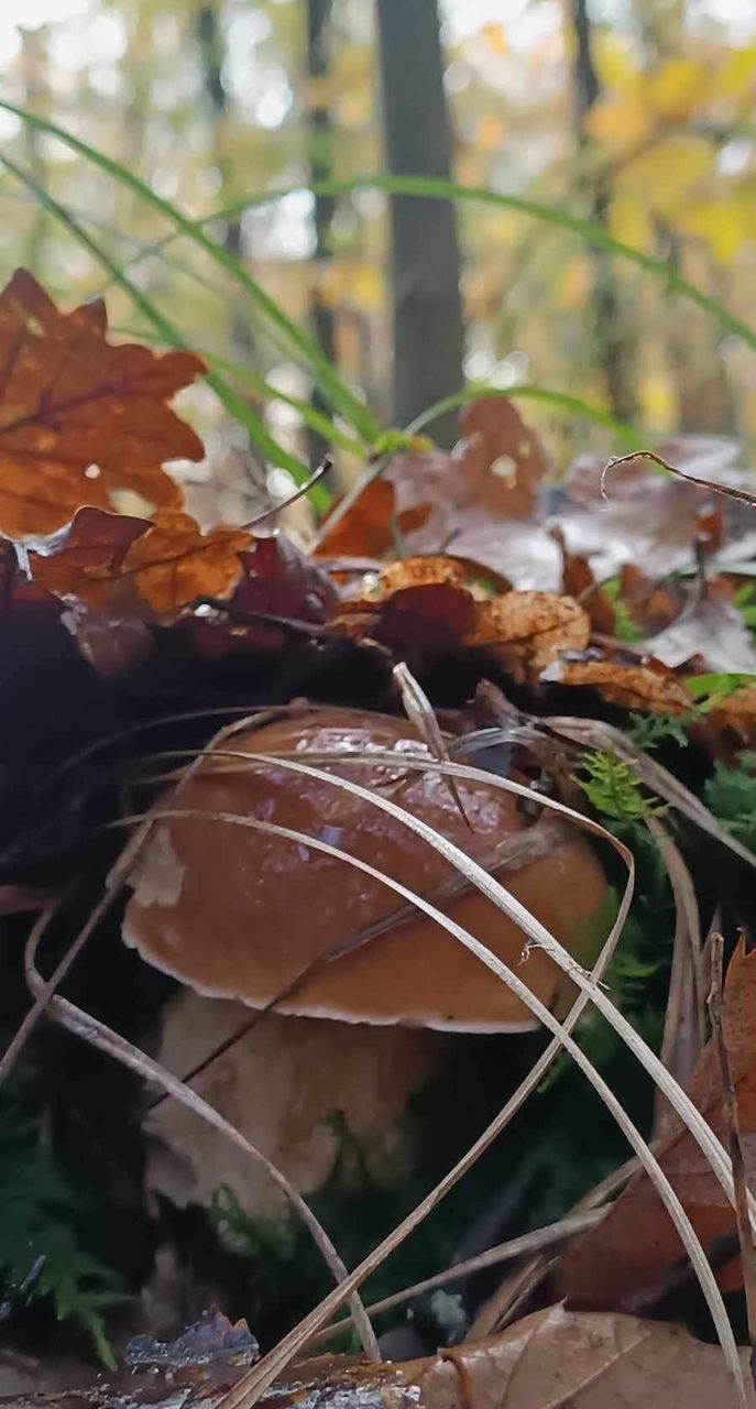 autumn, leaf, plant part, nature, plant, tree, no people, forest, land, day, outdoors, branch, focus on foreground, growth, close-up, food, beauty in nature, brown, woodland, tranquility
