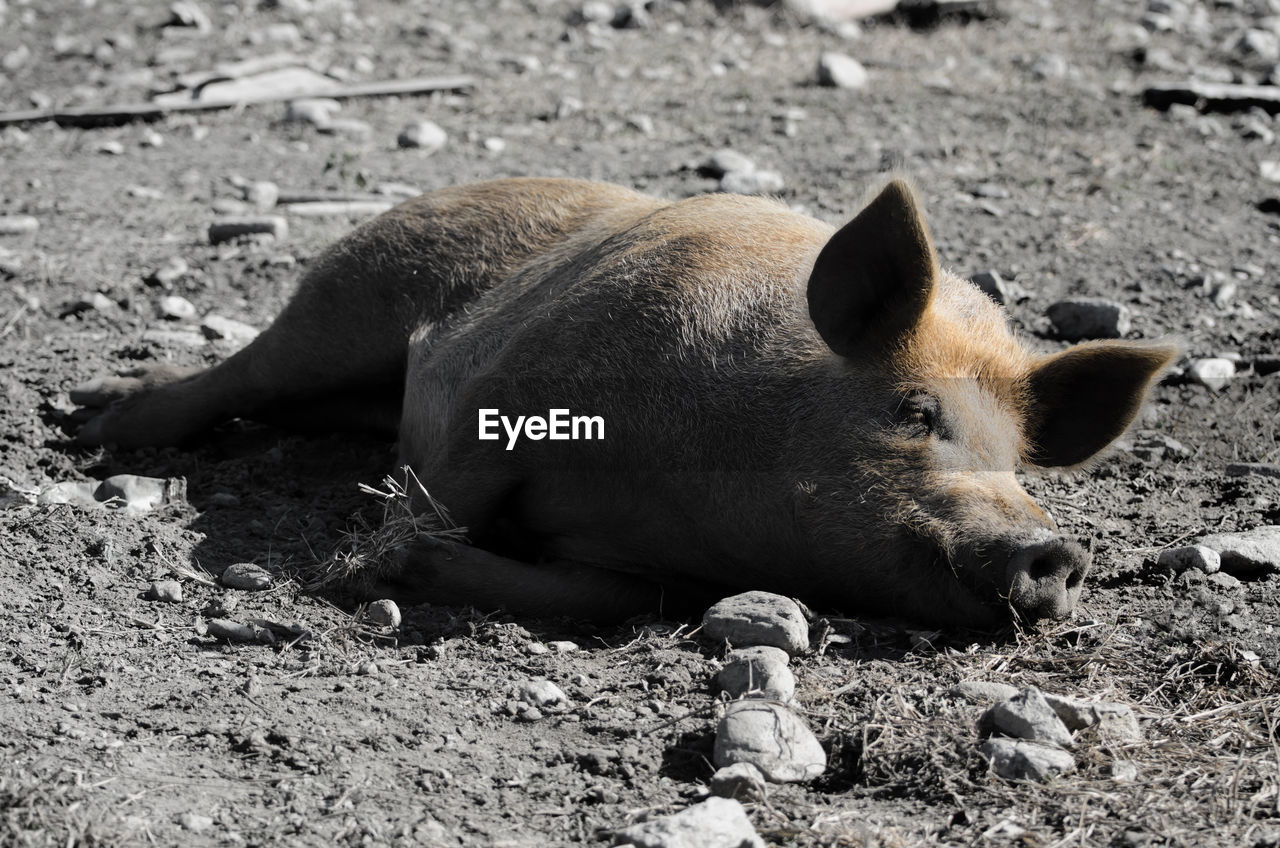 Wild boar lying on ground