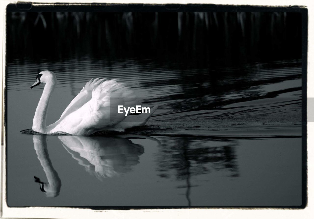 SWAN SWIMMING IN LAKE