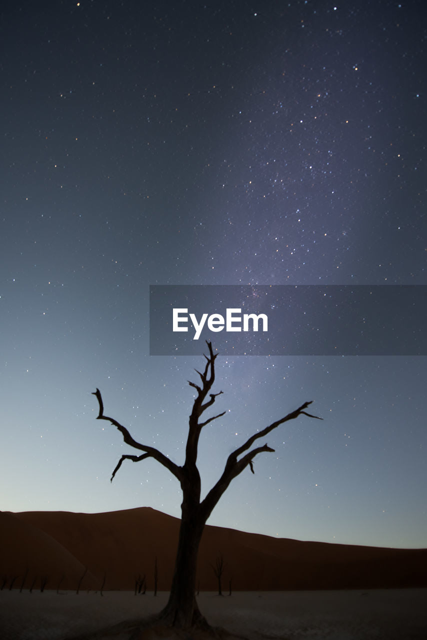 Scenic view of tree against clear sky at night