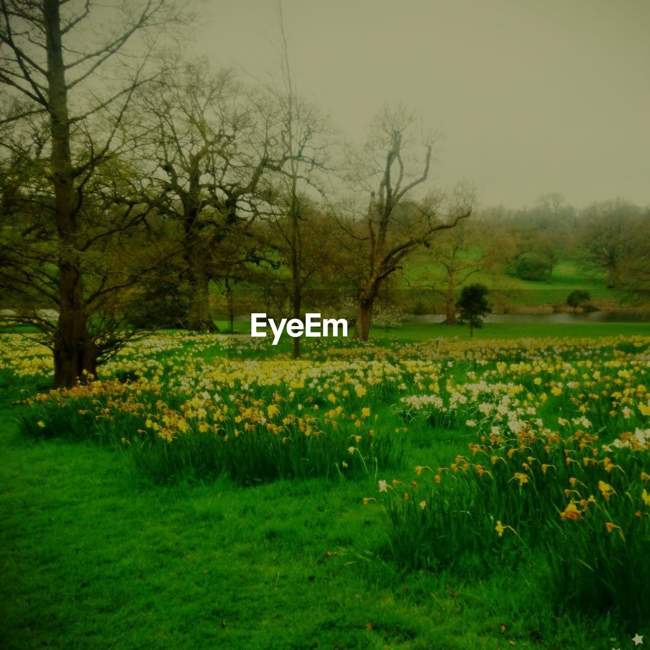 VIEW OF FLOWERS ON FIELD