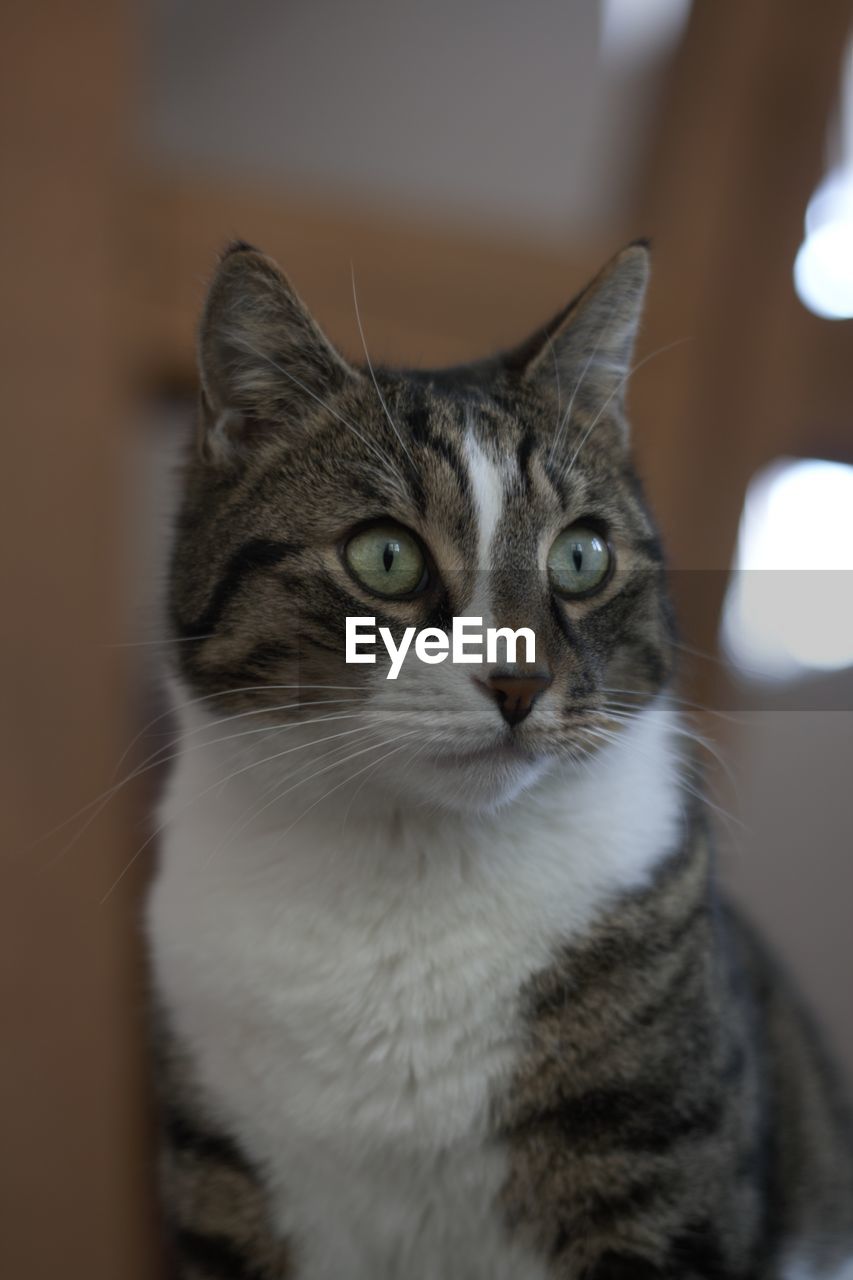 CLOSE-UP PORTRAIT OF CAT
