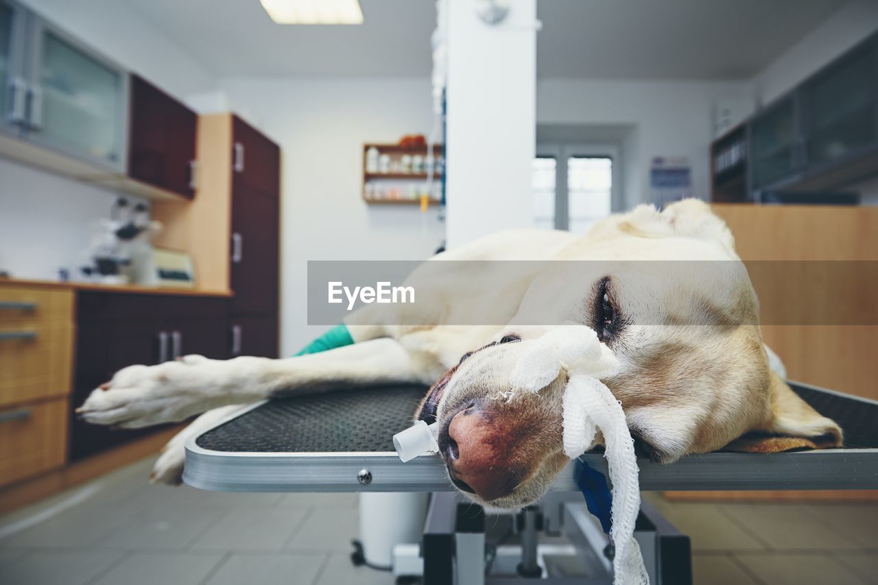 CLOSE-UP OF A DOG ON TABLE