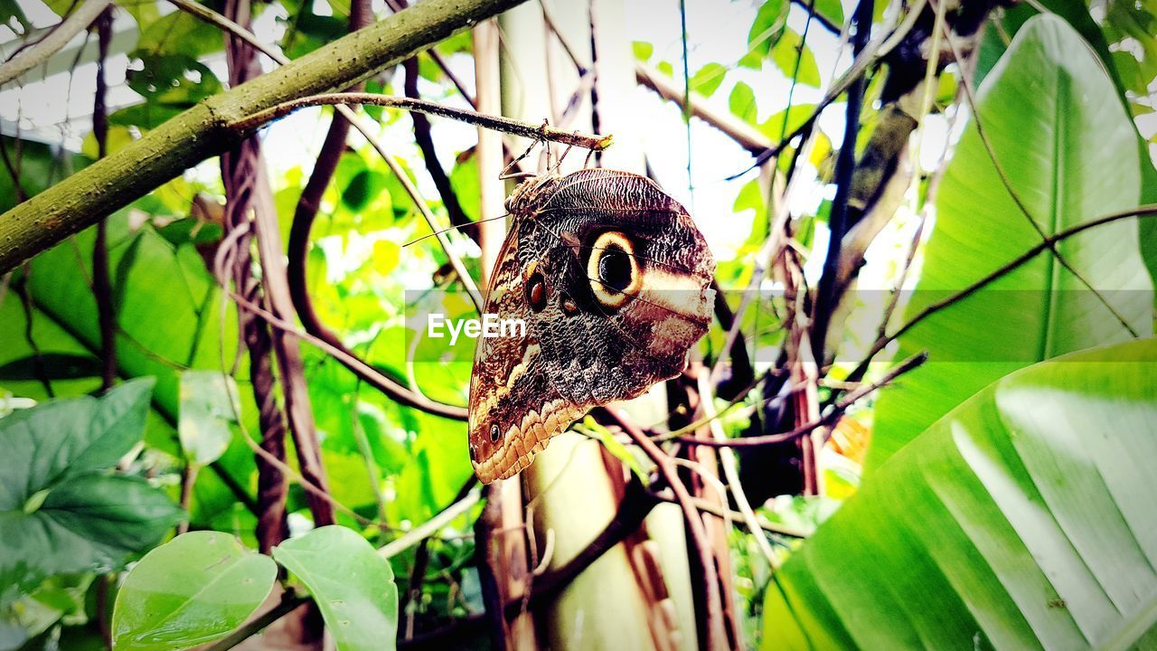 CLOSE-UP OF A BIRD PERCHING ON PLANT