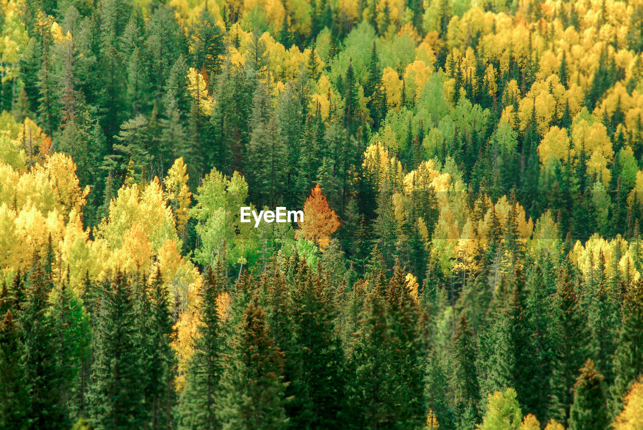 Start of autumn in the aspen forest