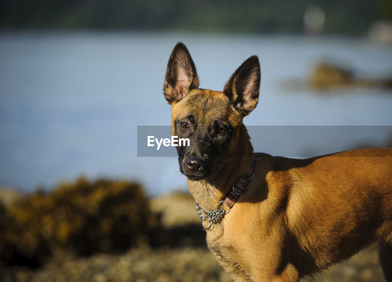 Close-up portrait of dog standing on field