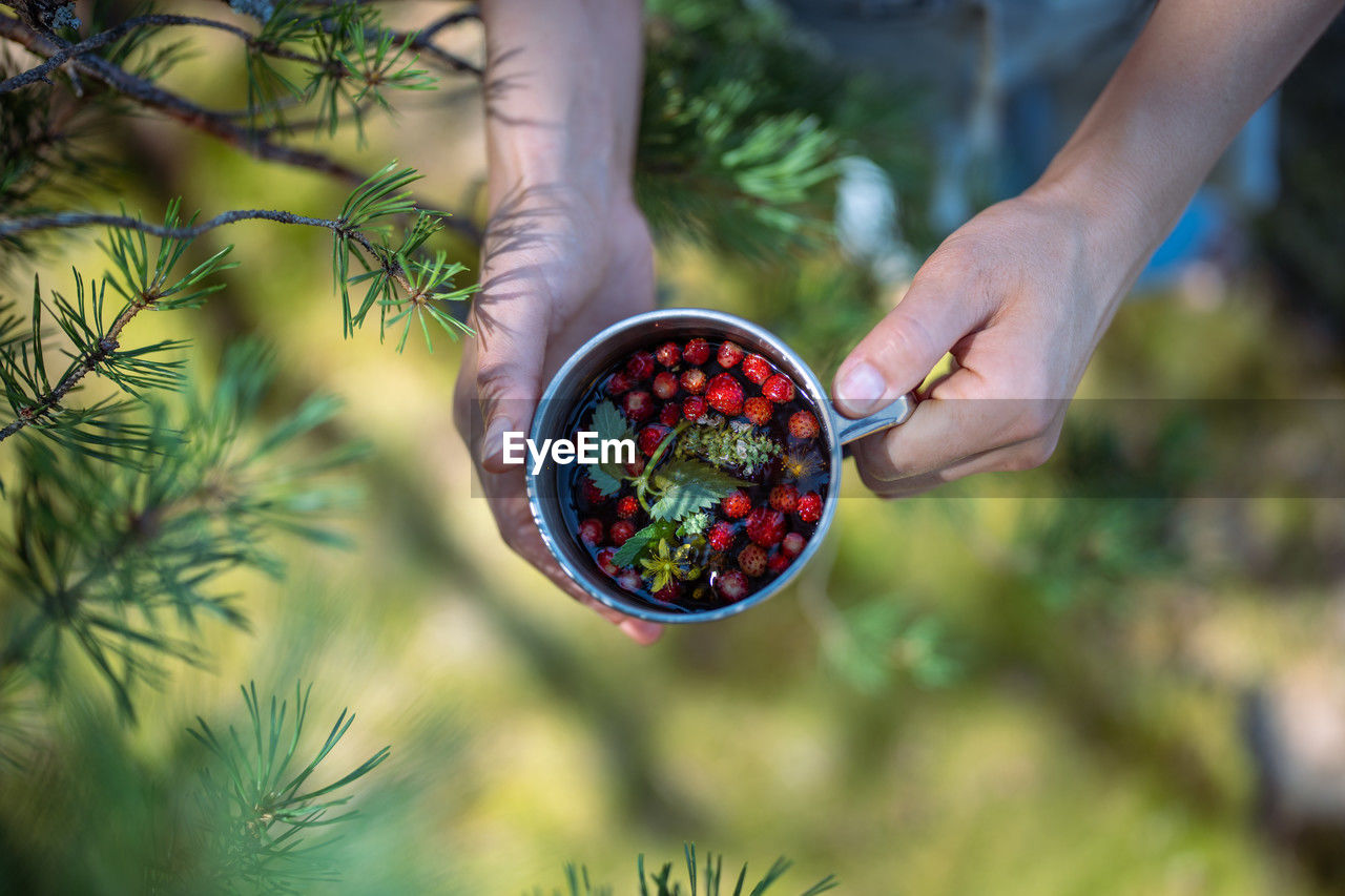 Traveler hands holding hiking tea mug with mint berries additives in form of leaves of flower plants