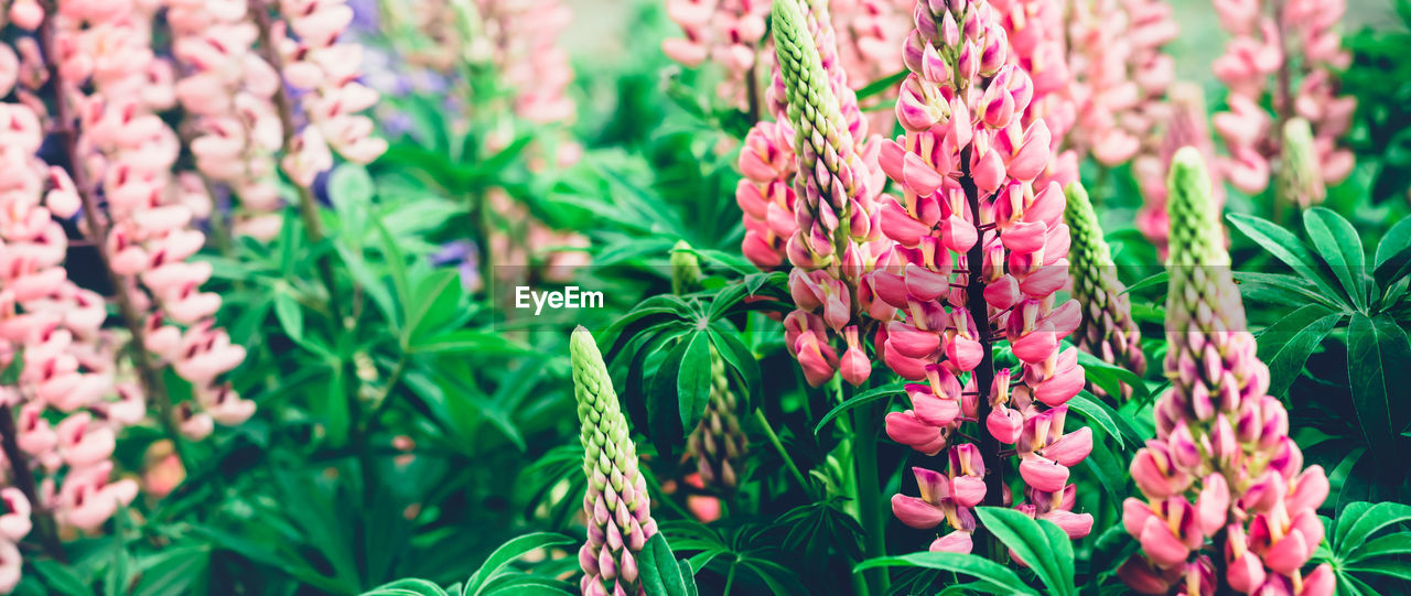 Summer background with blooming bright pink lupine flowers. beautiful nature scene. moody bold color