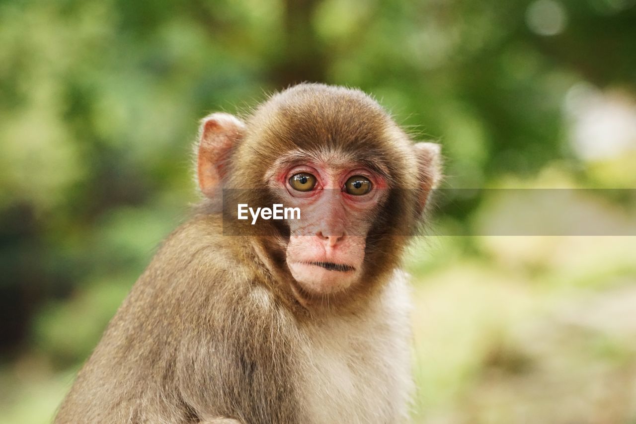 Close-up portrait of japanese macaque