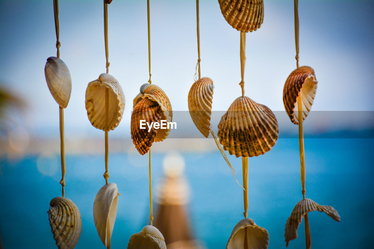 CLOSE-UP LOW ANGLE VIEW OF SEASHELL