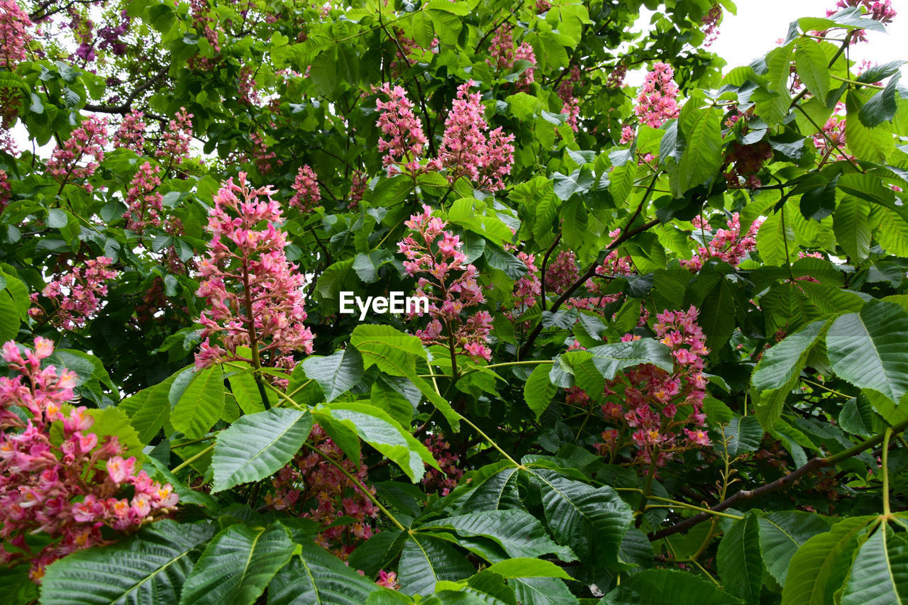 Close-up of pink flowering plant in park