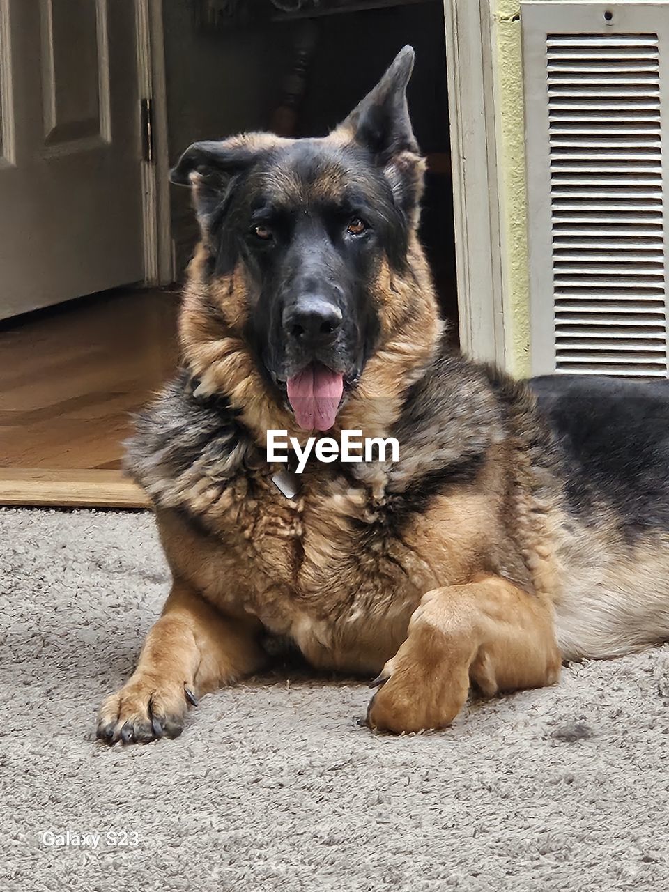 close-up of dogs