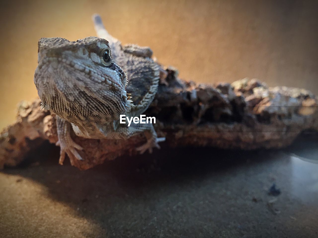 Close-up of bearded dragon on sand