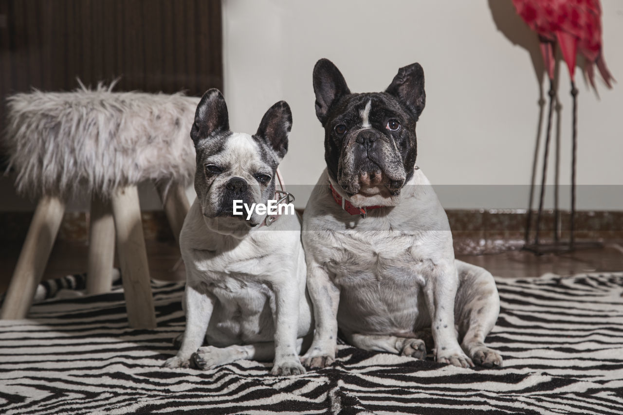 Sweet couple of french bulldog dogs sitting in a room looking at the camera