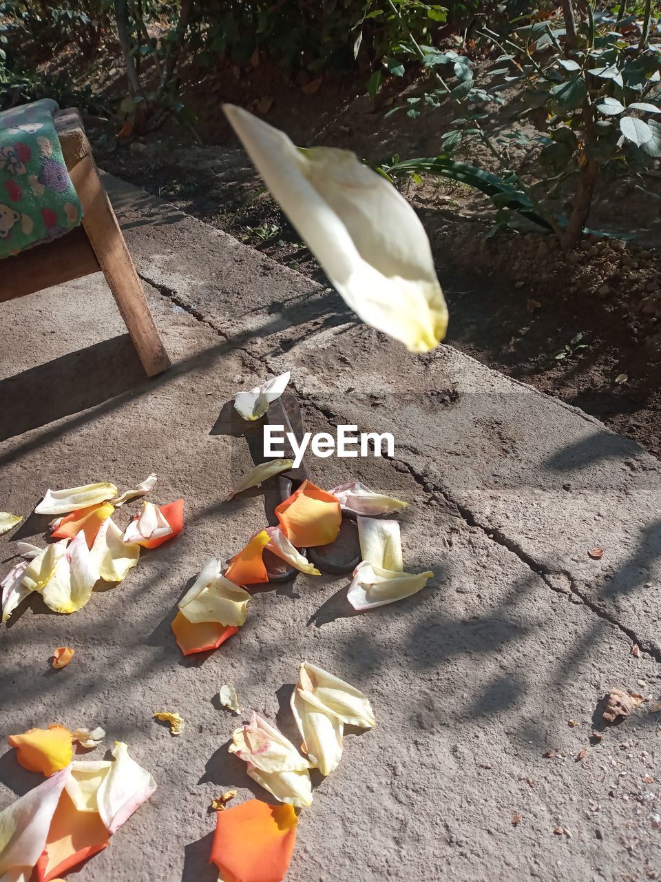 HIGH ANGLE VIEW OF BIRD ON FALLEN LEAVES ON WOOD