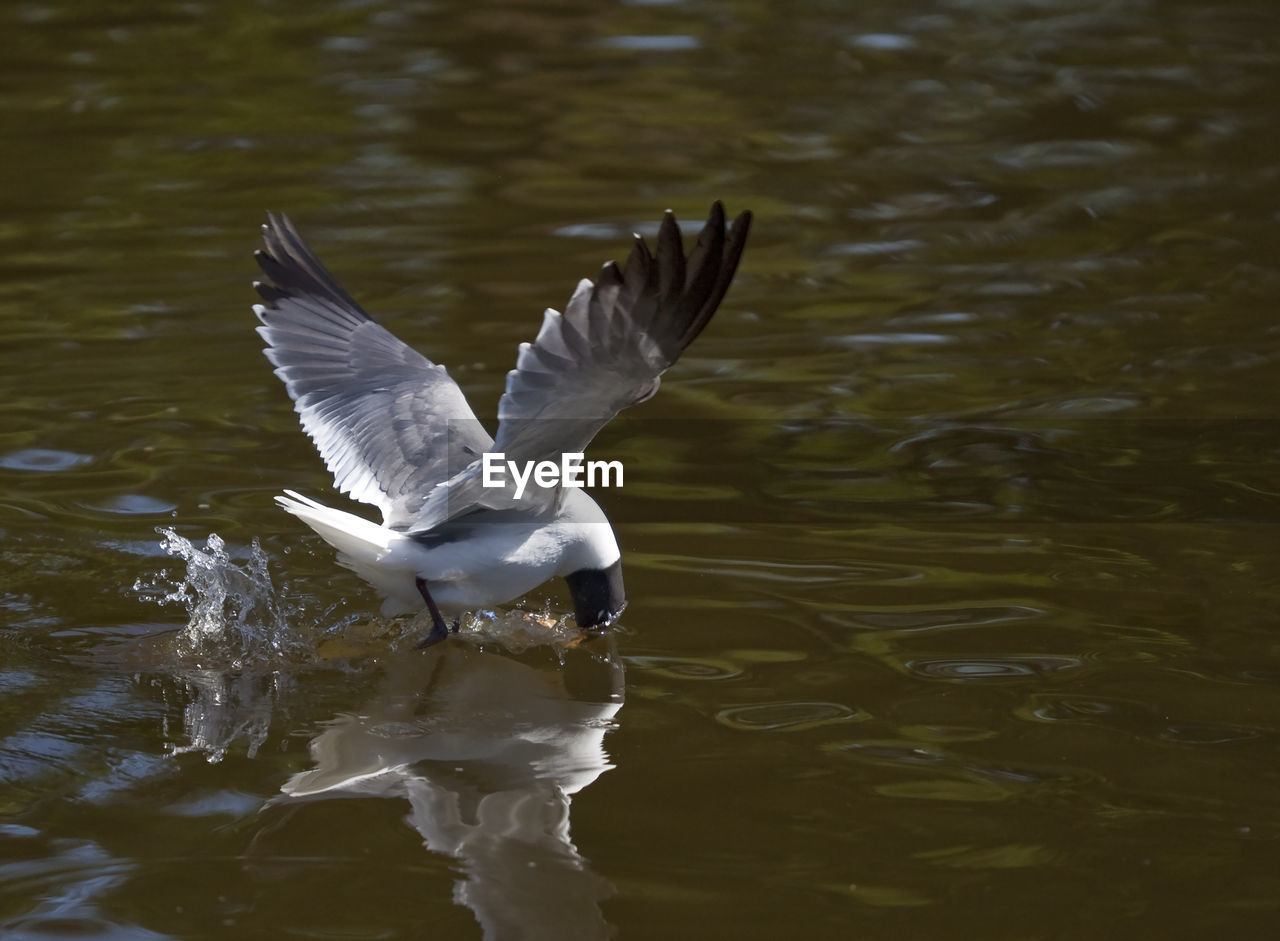 BIRD FLYING OVER LAKE