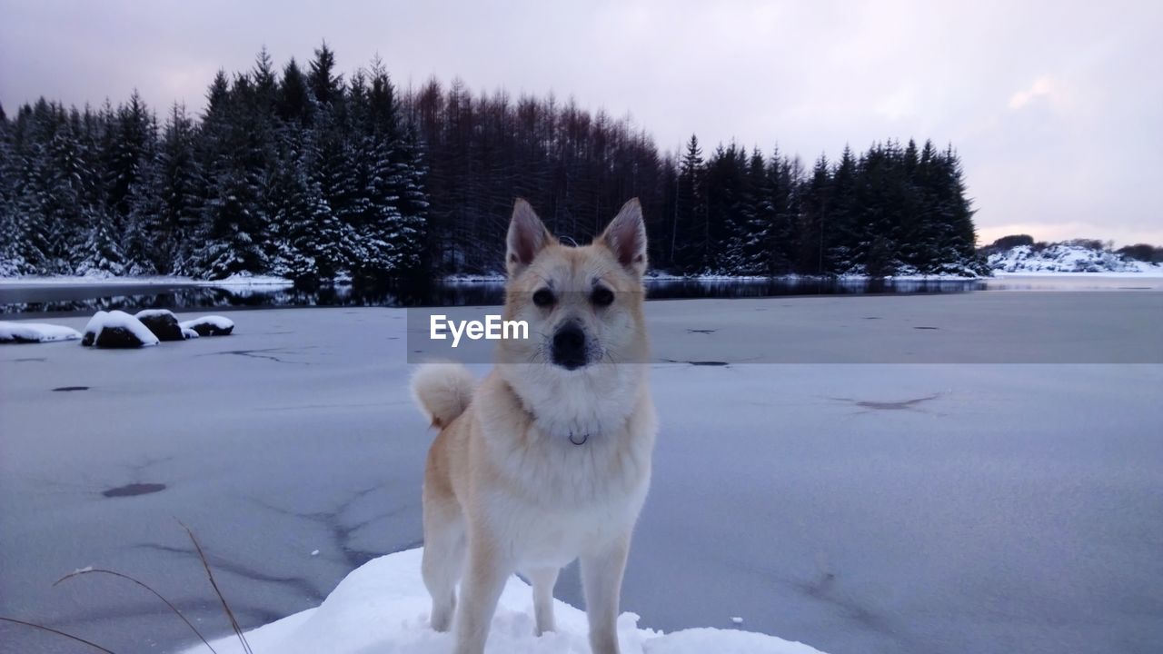 Dog on snow covered land