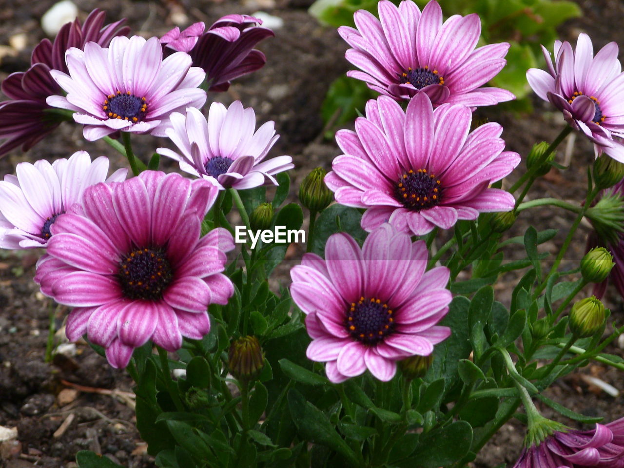 Close-up of fresh pink flowers