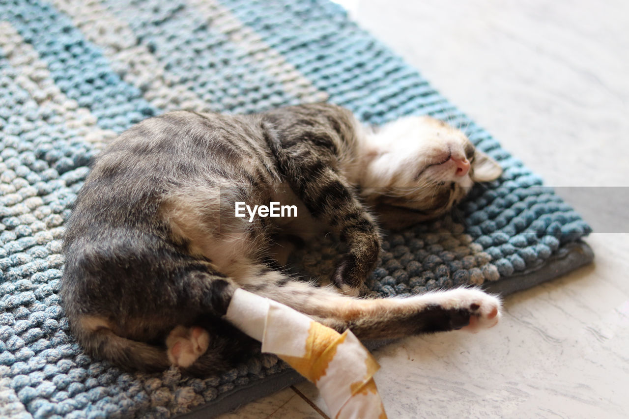 High angle view of an injured rescued cat sleeping