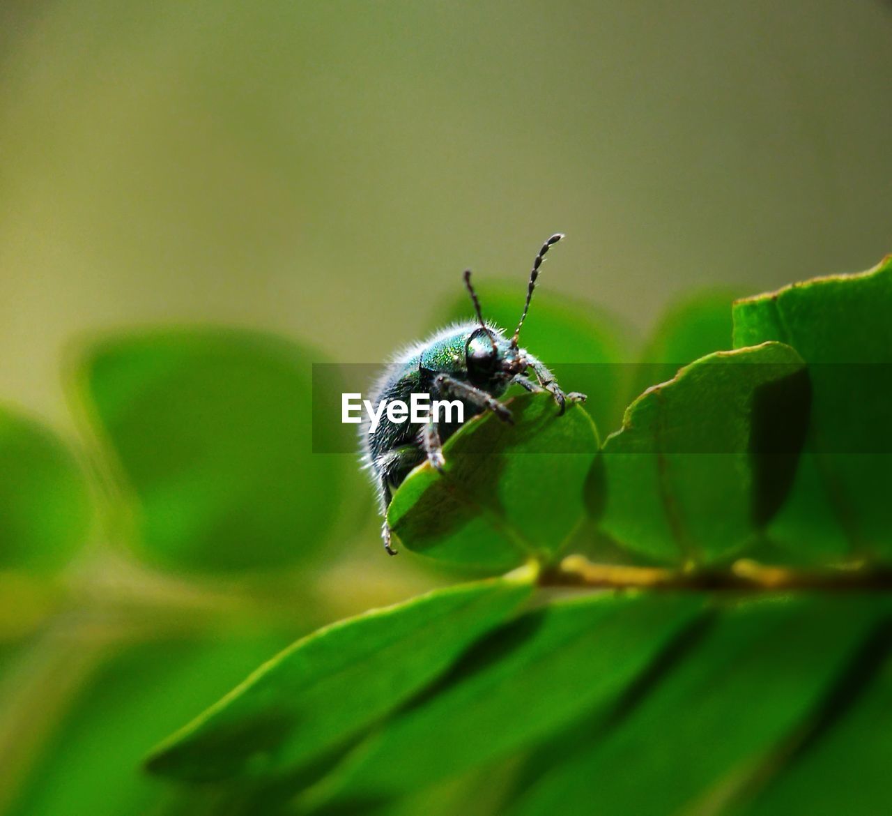 green, animal themes, animal, animal wildlife, insect, one animal, wildlife, leaf, plant part, nature, macro photography, close-up, flower, plant, no people, animal body part, macro, selective focus, beauty in nature, plant stem, outdoors, day, beetle, animal wing, fragility, zoology