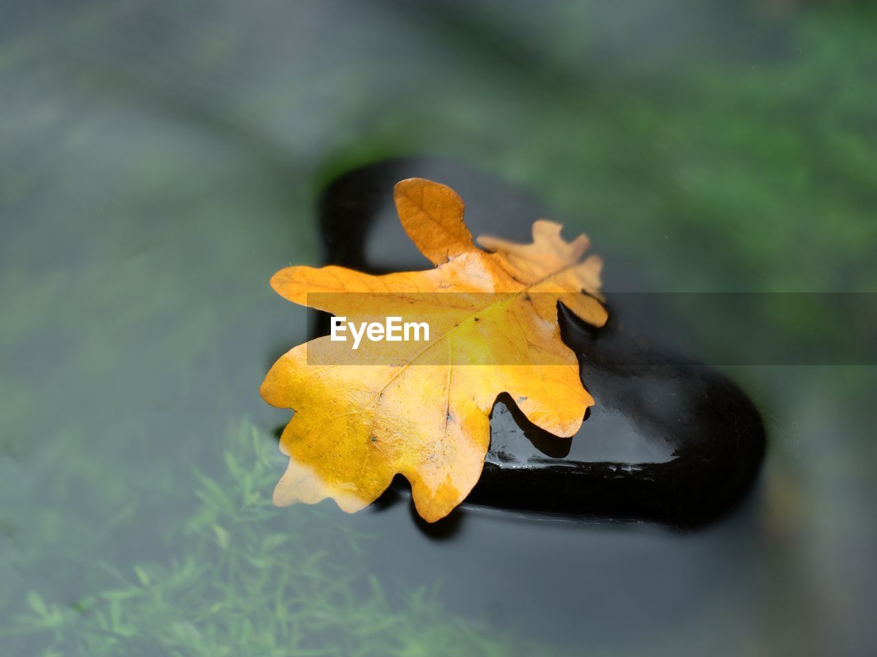 Yellow leaf in stream. rotten oak leaf on stone in blurred water of mountain river. autumn symbol