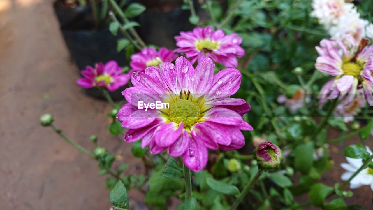 CLOSE-UP OF FLOWERS