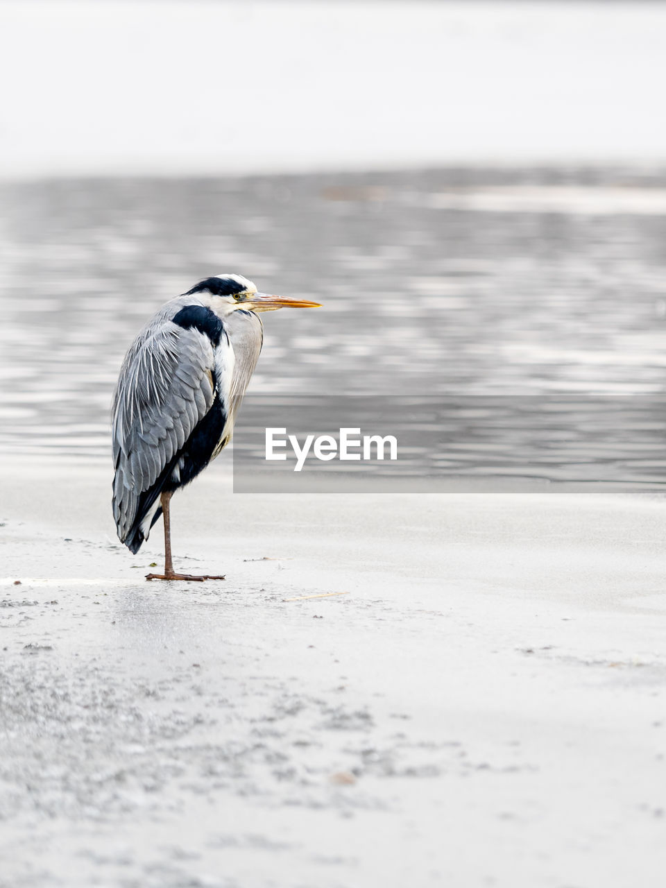 animal themes, animal, animal wildlife, bird, wildlife, one animal, water, heron, nature, beach, water bird, sea, beak, no people, land, full length, side view, selective focus, beauty in nature, day, outdoors, close-up, wing, gray heron
