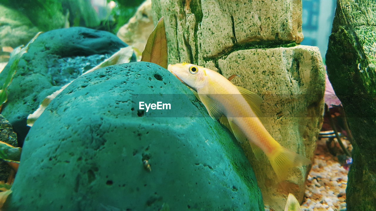 Close-up of fish on rock