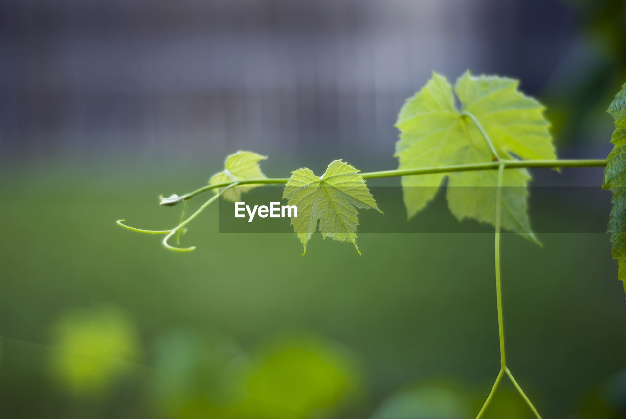 Close-up of fresh green plant