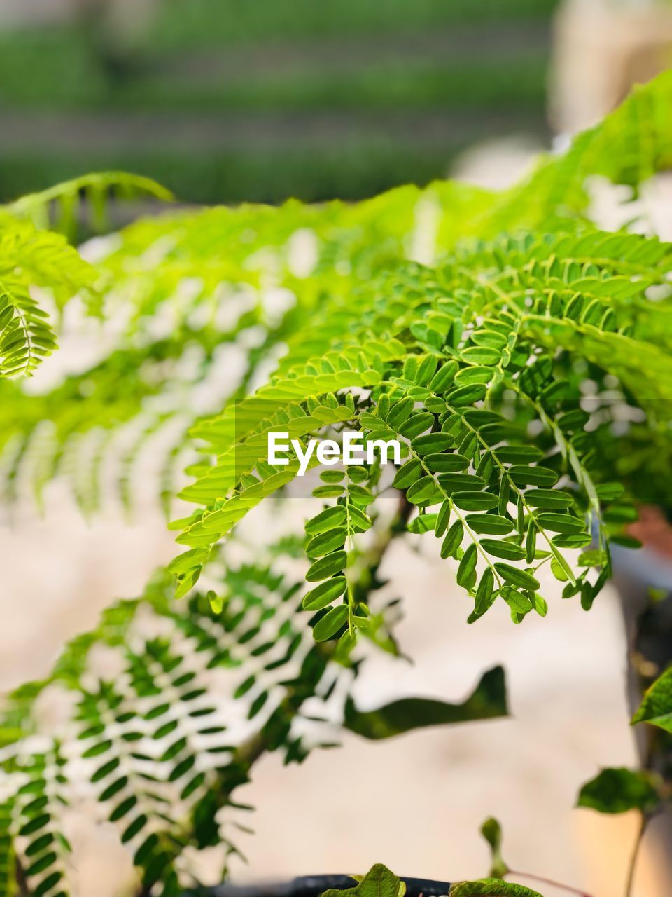 Close-up of fern leaves