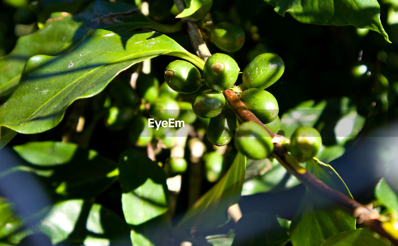 CLOSE-UP OF FRUITS ON TREE