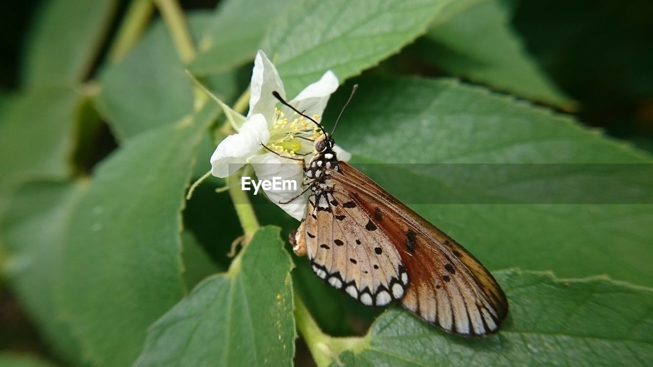 CLOSE-UP OF BUTTERFLY ON PLANT