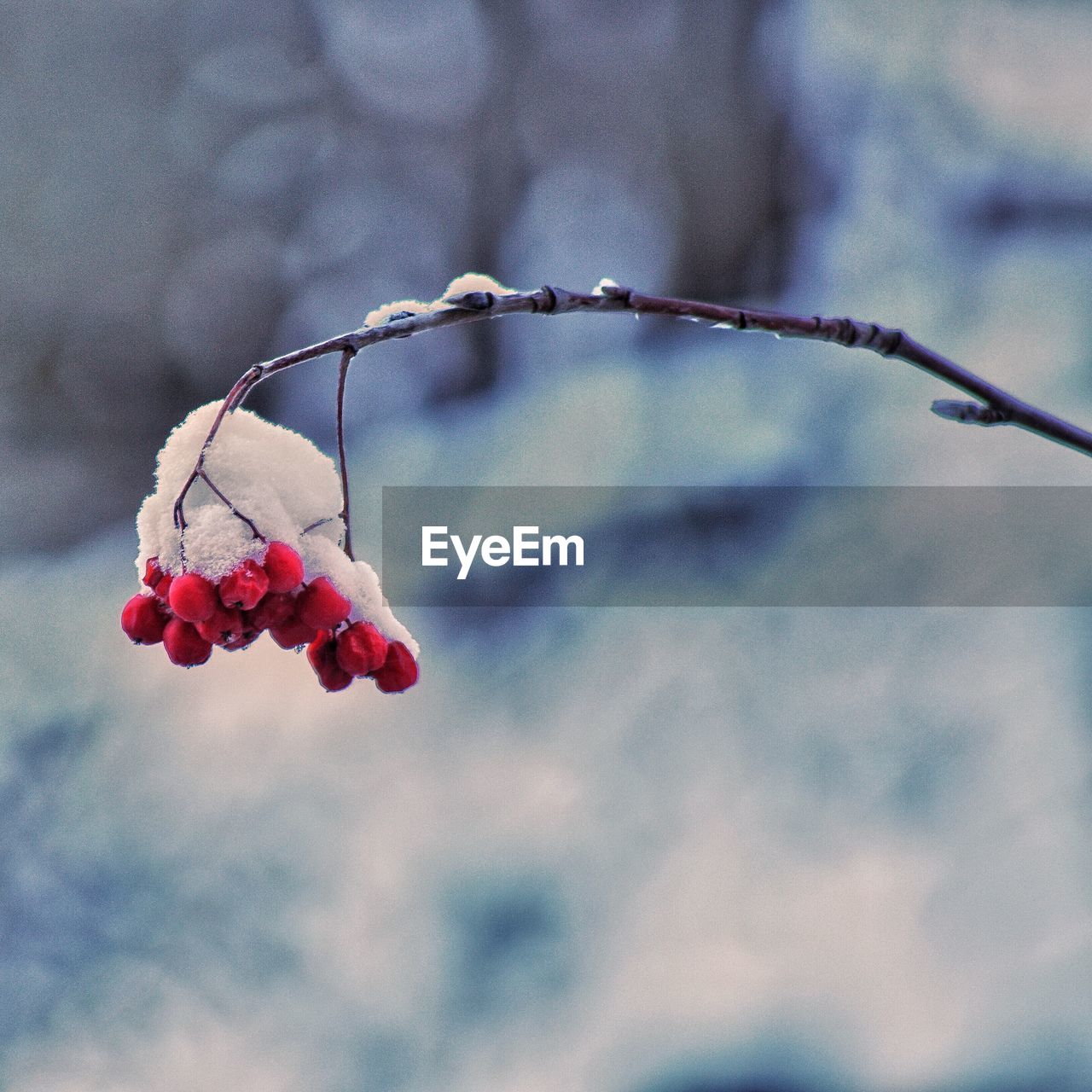 CLOSE-UP OF BERRIES ON TREE