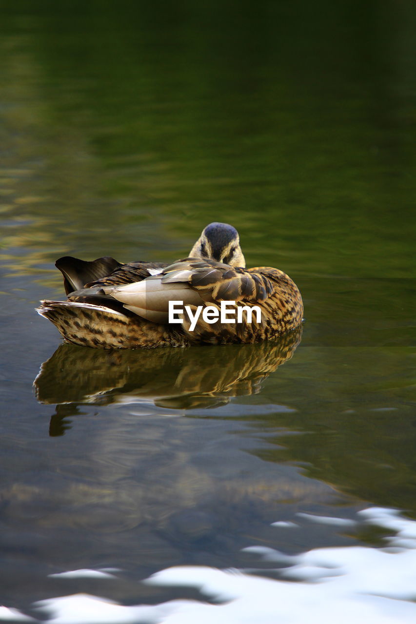 DUCK SWIMMING ON A LAKE