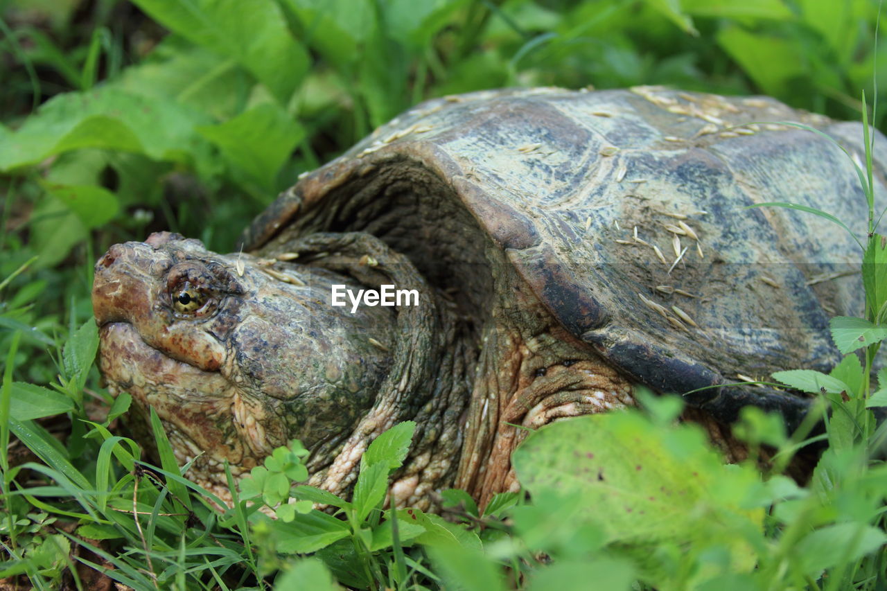 CLOSE-UP OF A TURTLE IN A GREEN PLANTS