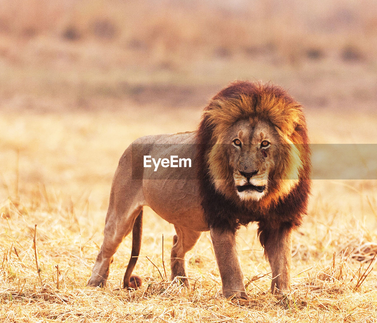 Lion standing in a field