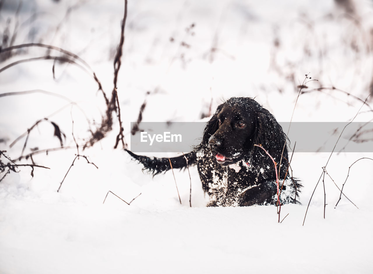 Close-up of dog on snow covered land