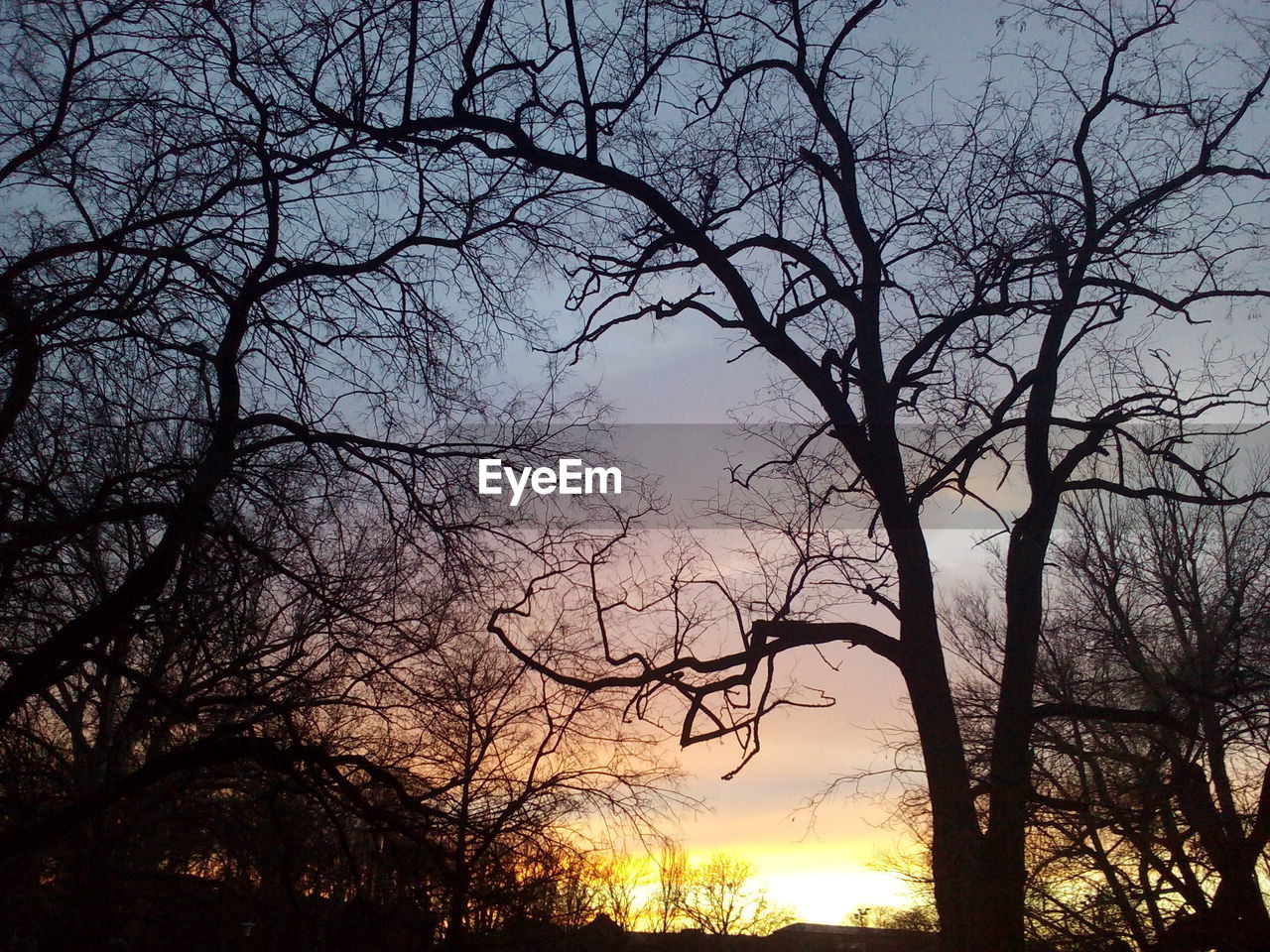 Low angle view of bare trees against sky