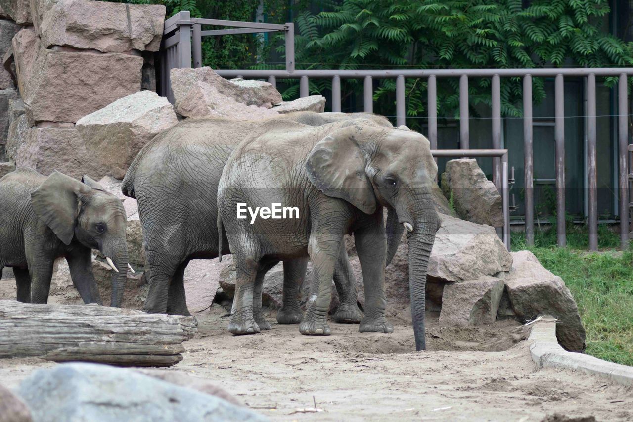 ELEPHANT IN A ZOO
