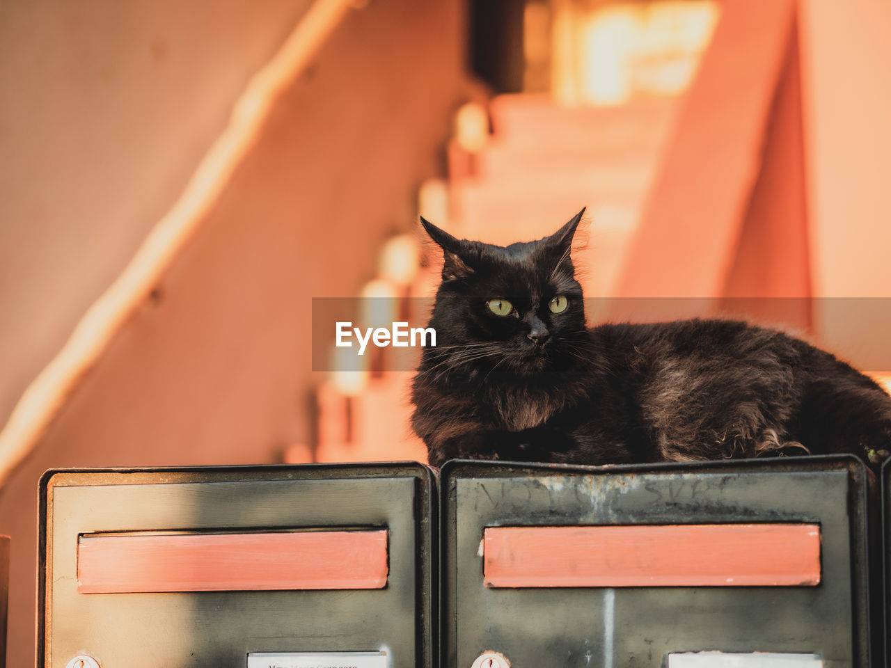 close-up of cat on wall