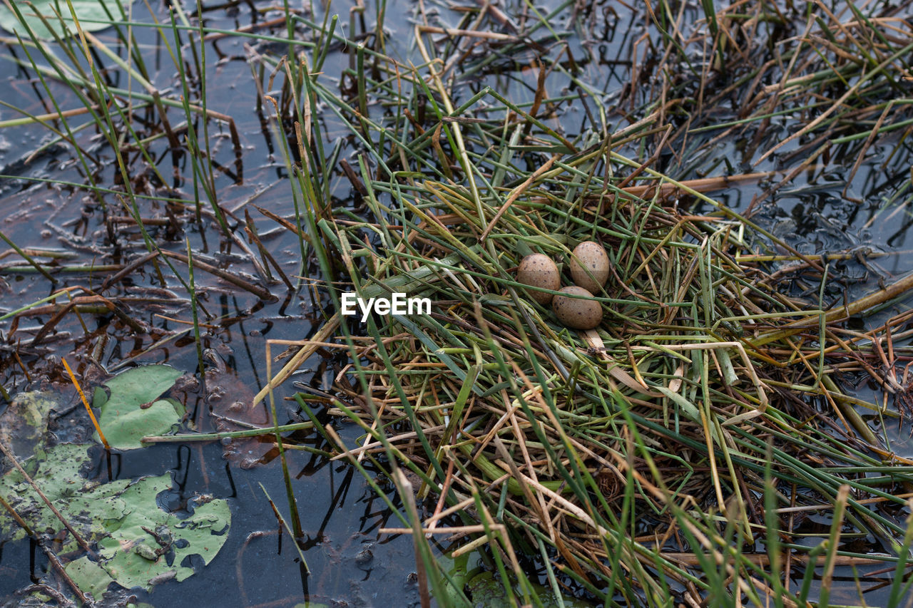 High angle view of eggs in grass on swamp